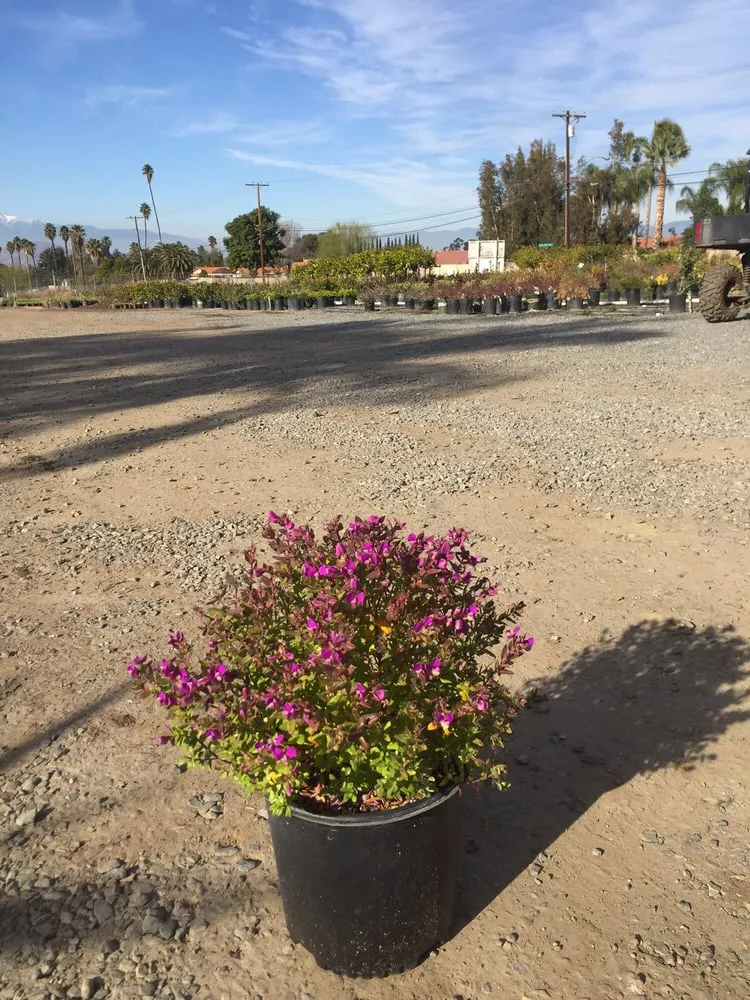 Professional garden landscaping in Riverside, CA - Paradise Garden Center
