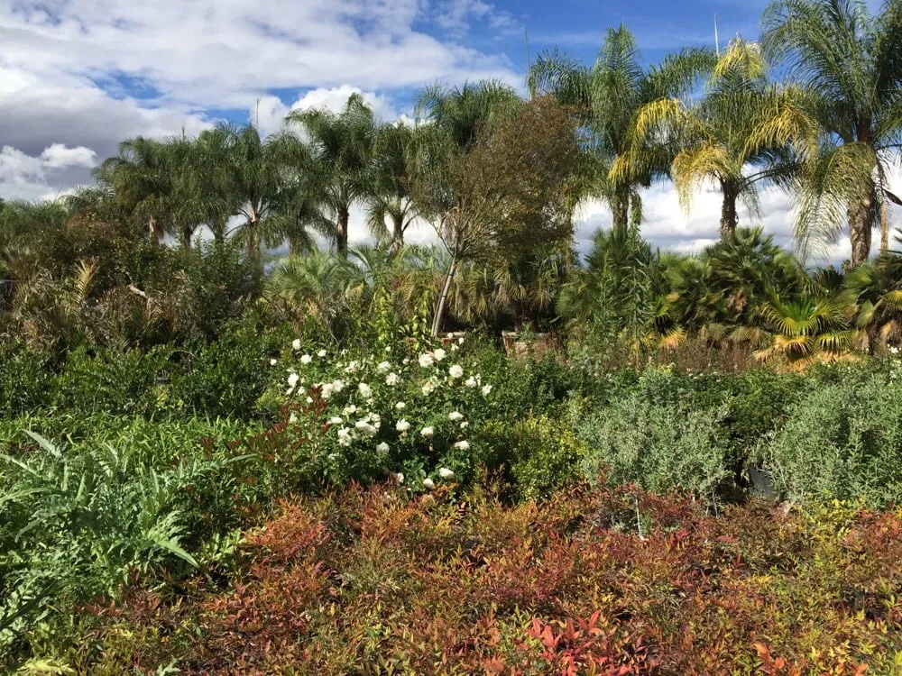 Reliable landscape design for outdoor upgrades in Riverside, CA by Paradise Garden Center