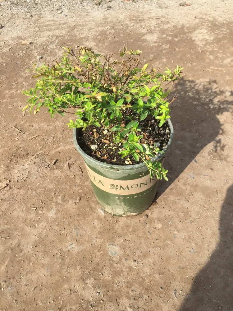 Top-rated yard cleanup service experts serving Riverside, CA - Paradise Garden Center