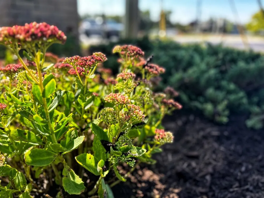 Local landscaping services for homes across Warren, MI - Paradise Garden Landscaping