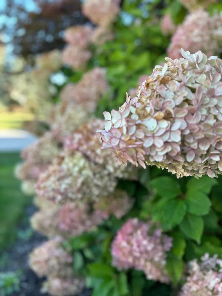 Local yard cleanup service experts serving Warren, MI - Paradise Garden Landscaping