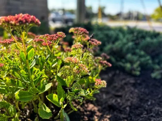 Paradise Garden Landscaping Logo