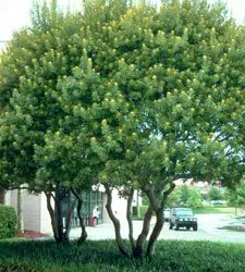 Local garden landscaping for year-round maintenance in North Port, FL by Paradise Gardens & Decor