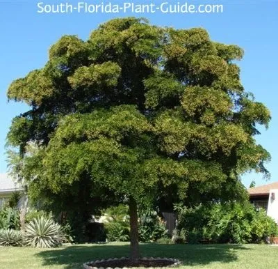 Local landscape design for year-round maintenance across North Port, FL - Paradise Gardens & Decor