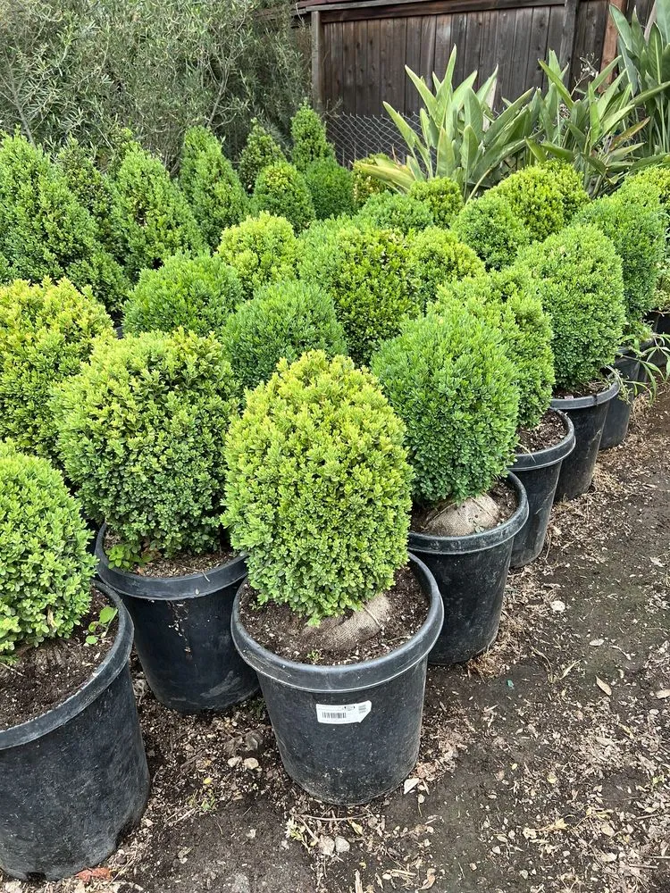 Affordable lawn mowing service in San Fernando Valley, CA - Paradise Gardens Nursery