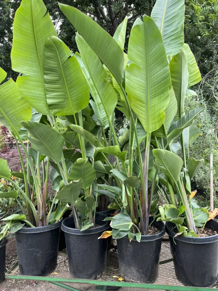 Reliable landscape design experts serving San Fernando Valley, CA - Paradise Gardens Nursery