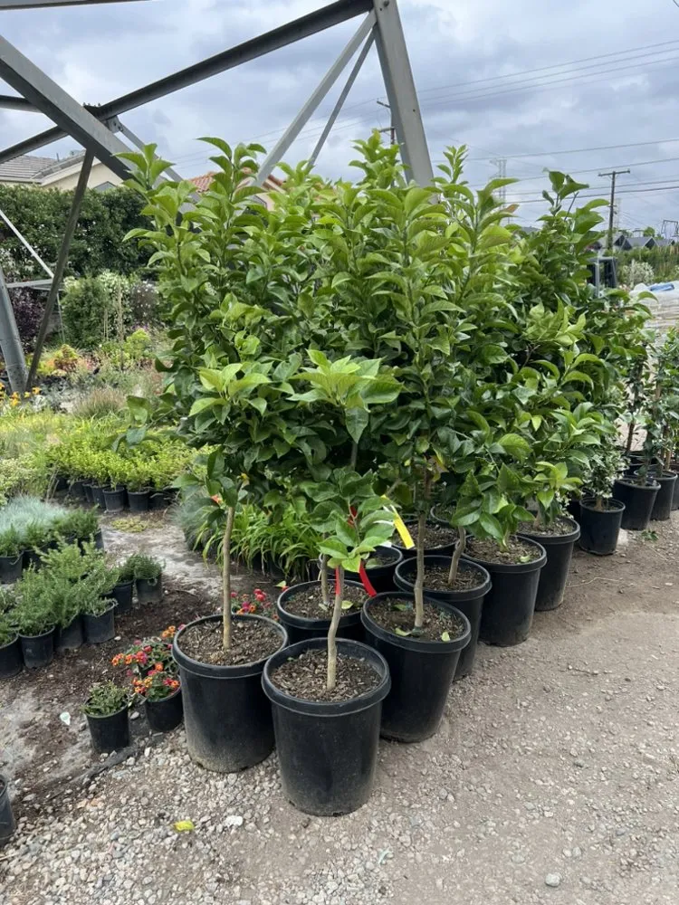 Expert landscaping services experts serving San Fernando Valley, CA - Paradise Gardens Nursery