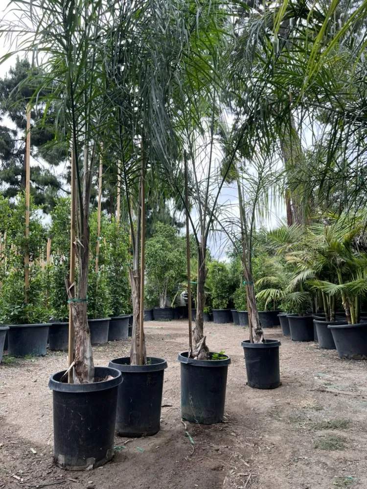 Custom lawn mowing service experts serving San Fernando Valley, CA - Paradise Gardens Nursery