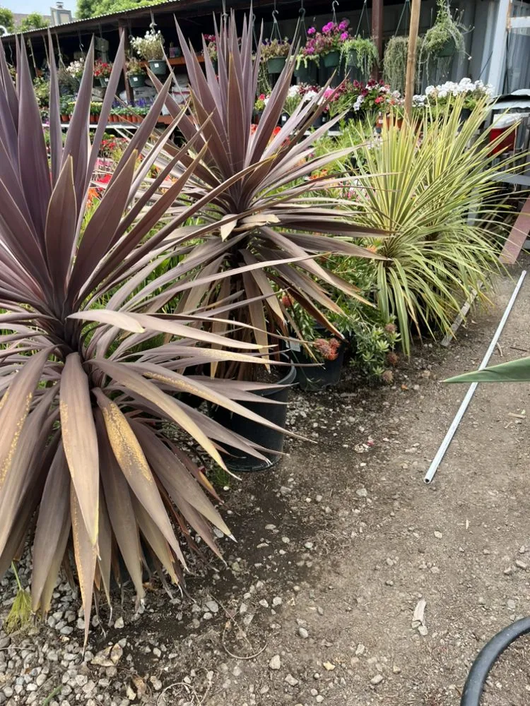 Trusted landscape design in San Fernando Valley, CA - Paradise Gardens Nursery