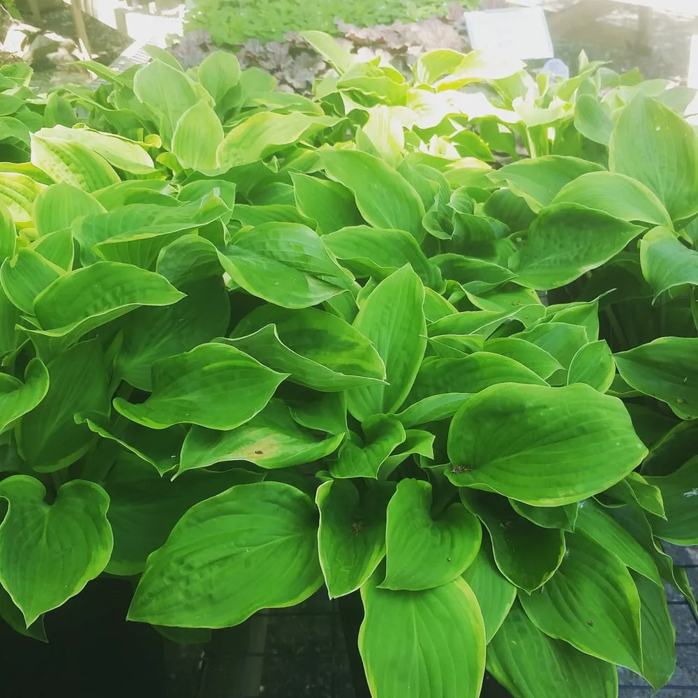 Top-rated landscaping services experts serving West Bend, WI - Paradise Gardens Nursery