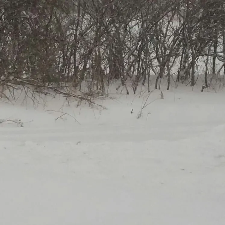 Professional garden landscaping for outdoor upgrades across Manlius, NY - Paradise Grounds