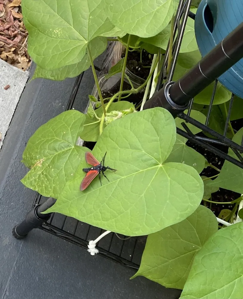 Top-rated outdoor landscaping for year-round maintenance in Orlando, FL by Paradise Island Services