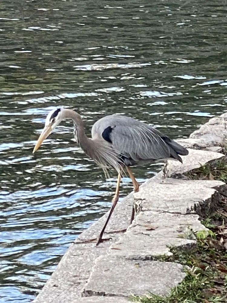 Professional yard cleanup service for beautiful yards across Orlando, FL - Paradise Island Services