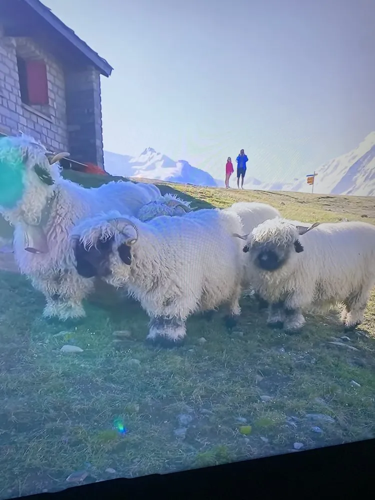 Expert landscape installation near you in Orlando, FL by Paradise Island Services