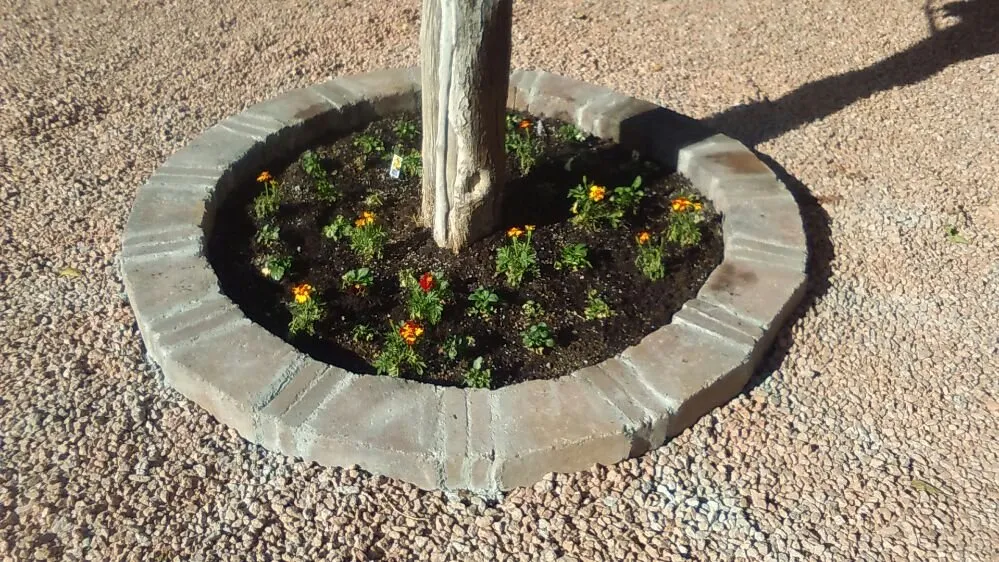 Affordable garden landscaping experts serving Chandler, AZ - Paradise Landscape & Irrigation