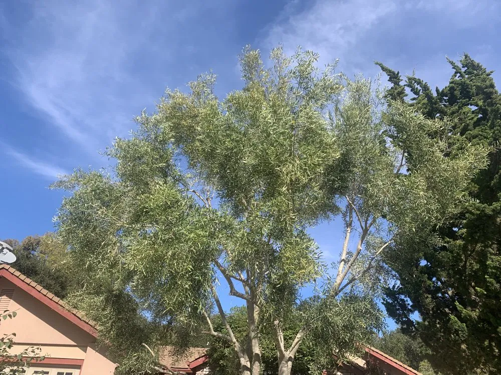 Local yard maintenance in Arroyo Grande, CA by Paradise Landscape And Maintenace