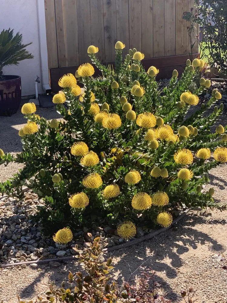 Expert outdoor landscaping for beautiful yards in Arroyo Grande, CA by Paradise Landscape And Maintenace