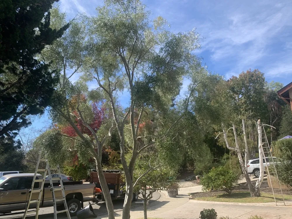 Affordable lawn mowing service in Arroyo Grande, CA by Paradise Landscape And Maintenace