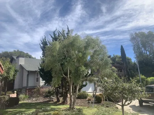 Paradise Landscape And Maintenace Logo