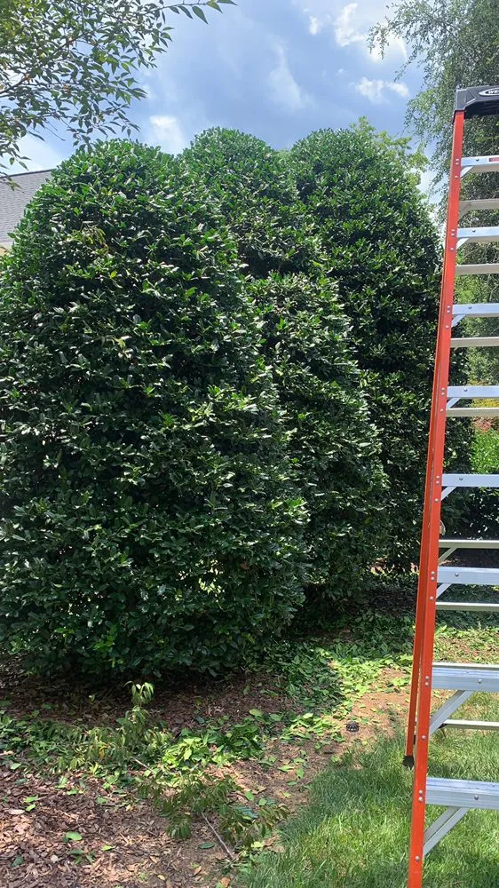 Affordable yard cleanup service experts serving Bunn, NC - Paradise Landscape