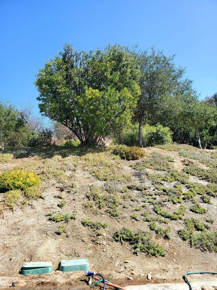 Top-rated lawn mowing service with custom design across Carlsbad, CA - Paradise Landscape