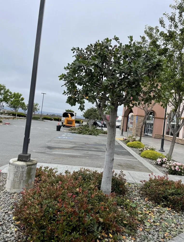 Top-rated residential landscaping with custom design across Santa Cruz, CA - Paradise Landscape