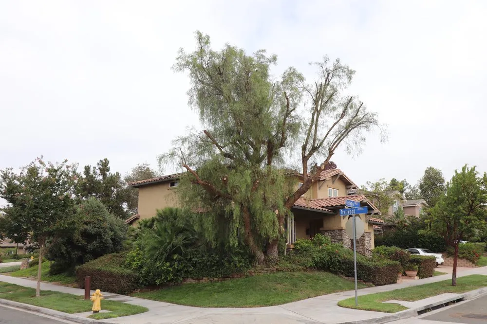 Professional garden landscaping for outdoor upgrades in San Diego, CA by Paradise Landscaping & Tree Experts