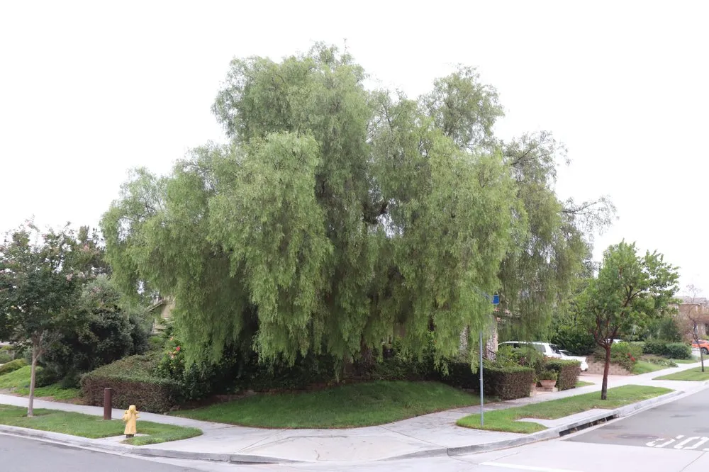 Reliable lawn mowing service in San Diego, CA by Paradise Landscaping & Tree Experts