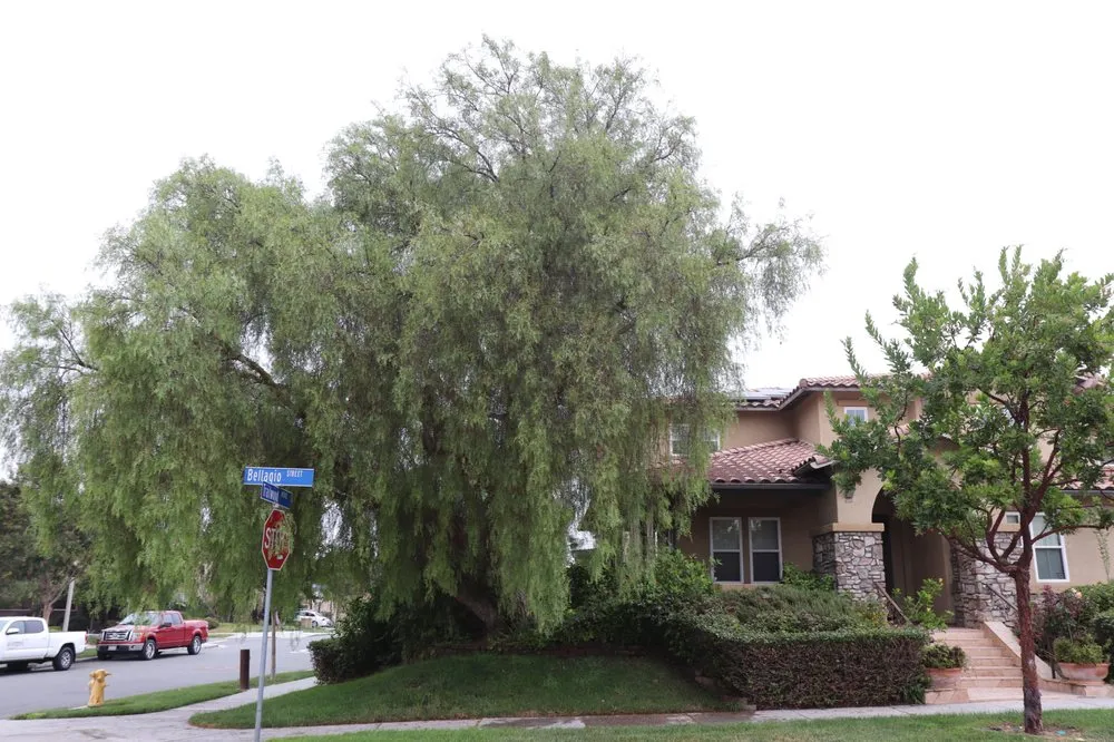 Trusted lawn mowing service experts serving San Diego, CA - Paradise Landscaping & Tree Experts