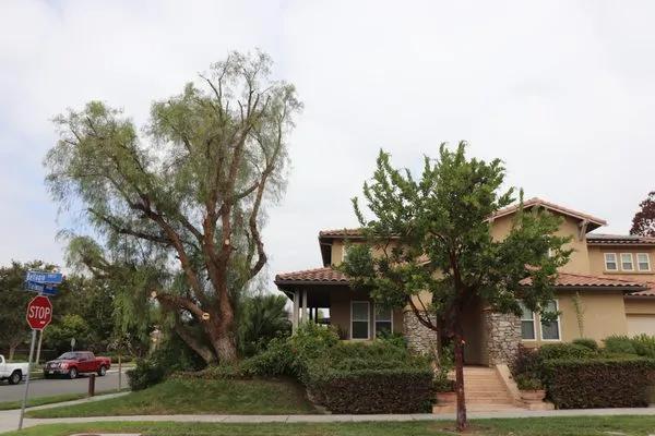 Paradise Landscaping & Tree Experts Logo