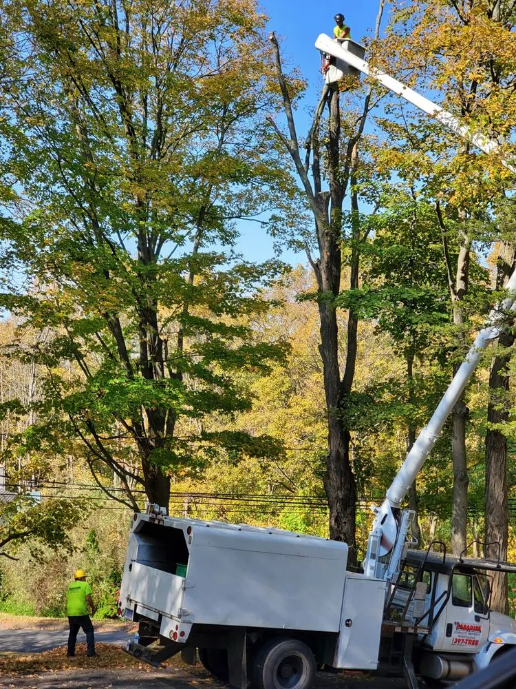 Local yard cleanup service for outdoor upgrades in Hamden, CT by Paradise Landscaping & Tree Removal