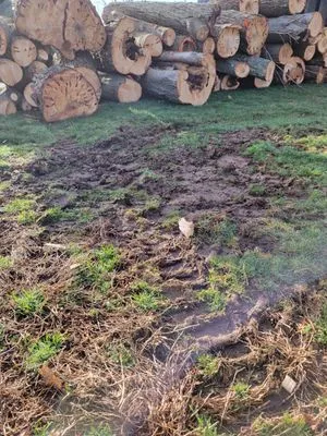 Paradise Landscaping & Tree Removal