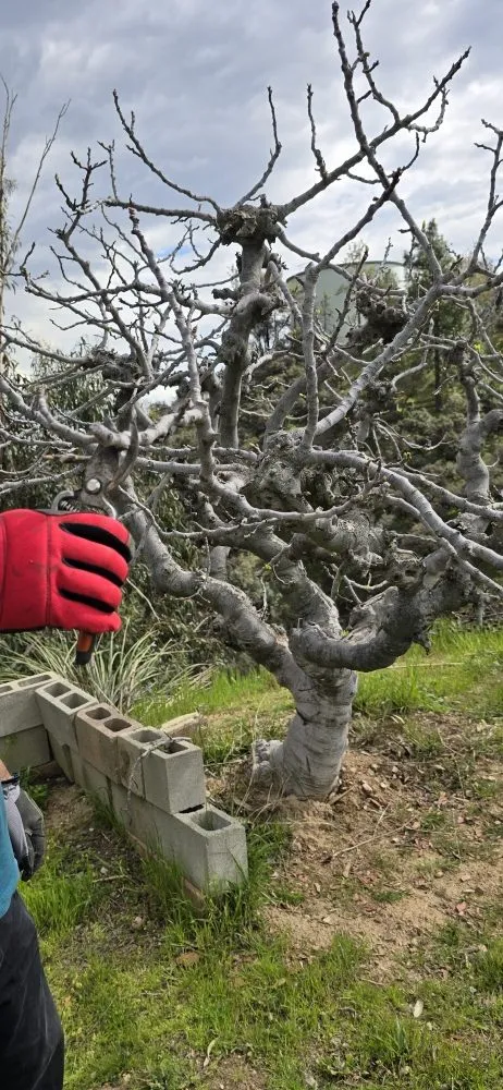 Reliable residential landscaping in Glendale, CA by Paradise Landscaping and Gardening