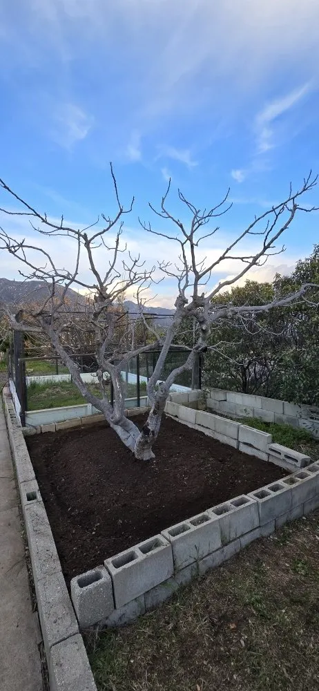 Trusted landscaping services for year-round maintenance across Glendale, CA - Paradise Landscaping and Gardening