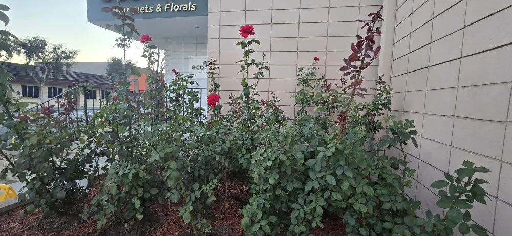 Professional lawn mowing service in Glendale, CA by Paradise Landscaping and Gardening