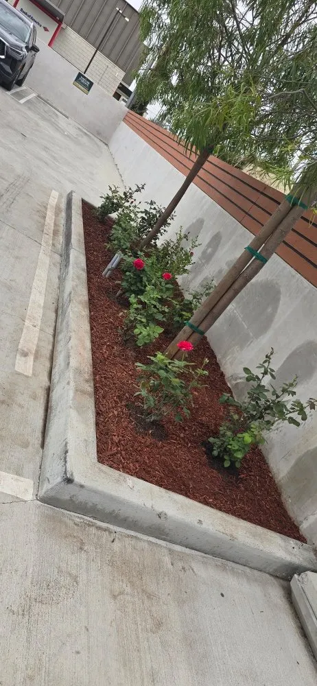 Top-rated lawn care service for residential properties across Glendale, CA - Paradise Landscaping and Gardening