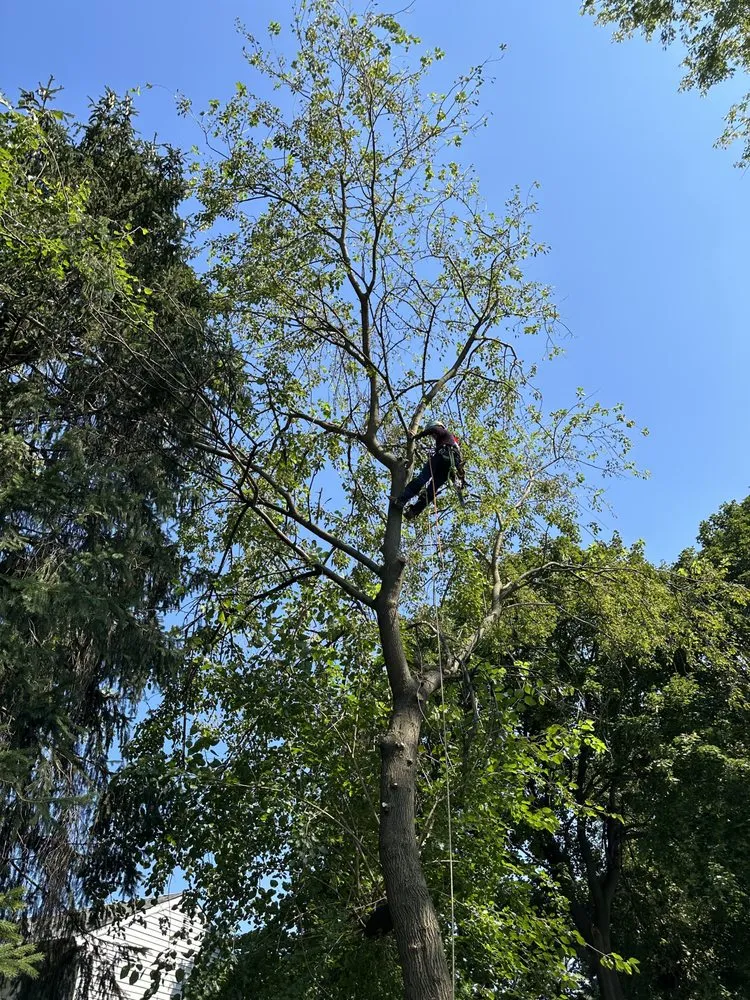 Affordable lawn mowing service for year-round maintenance across Wilmington, DE - Paradise Landscaping and Hardscaping