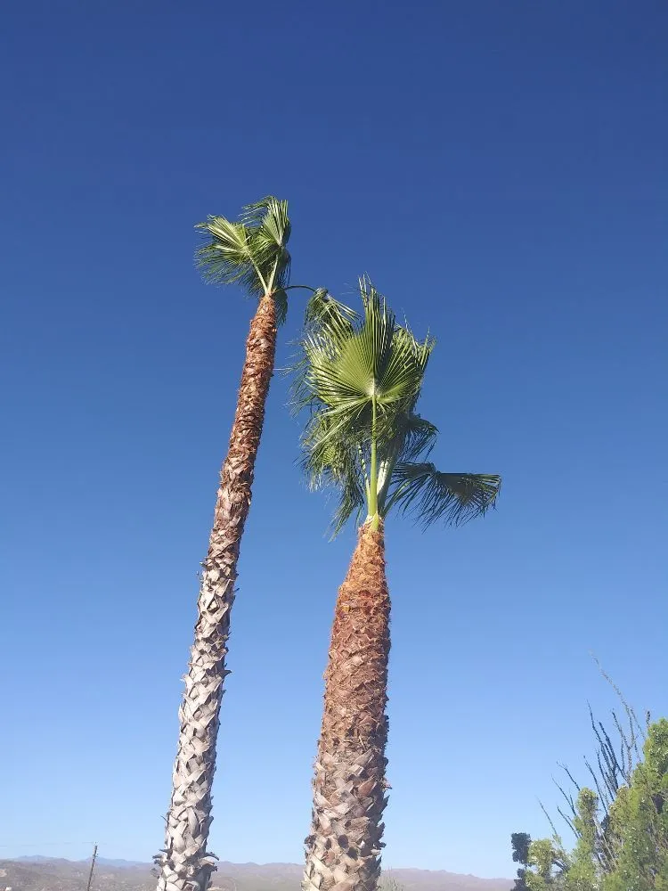 Reliable garden landscaping in Morristown, AZ by Paradise landscaping construction & design