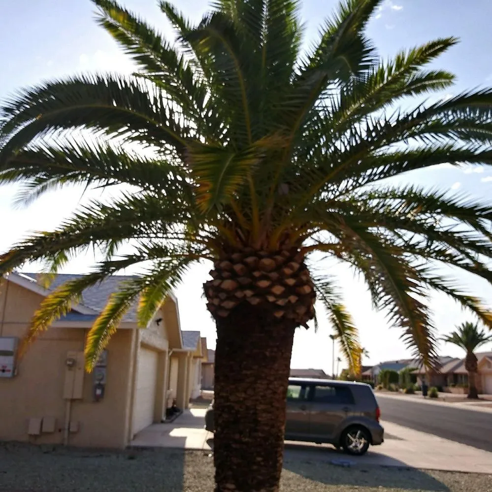 Affordable landscape design in Morristown, AZ - Paradise landscaping construction & design