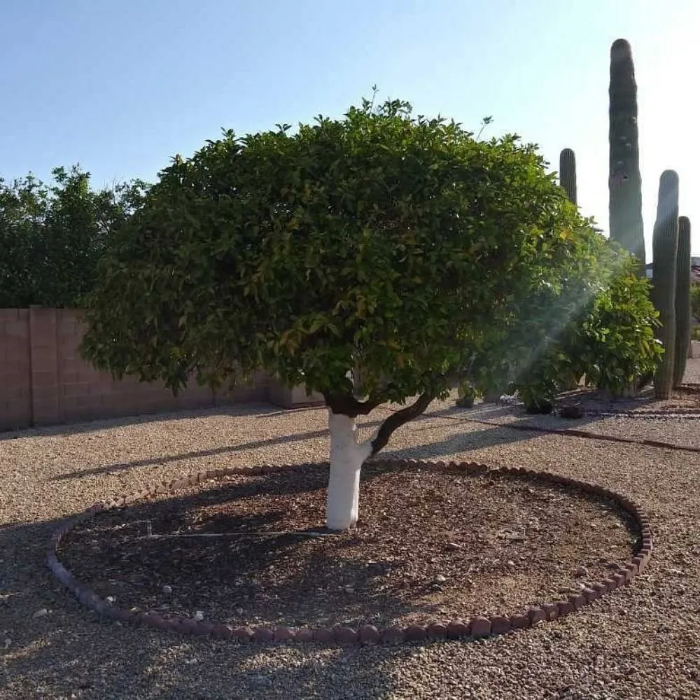 Affordable outdoor landscaping experts serving Morristown, AZ - Paradise landscaping construction & design