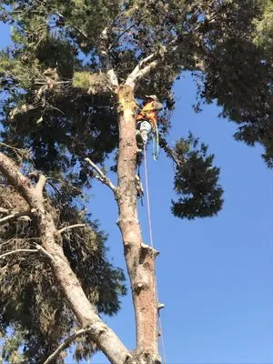 Paradise Landscaping Design & Construction Logo