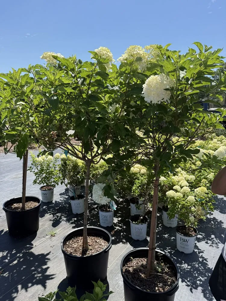 Reliable landscape installation in Dothan, AL - Paradise Landscaping