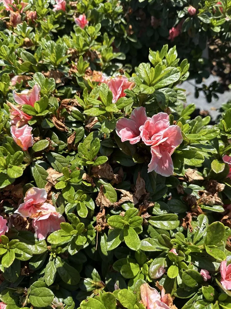 Local yard maintenance for homes across Dothan, AL - Paradise Landscaping