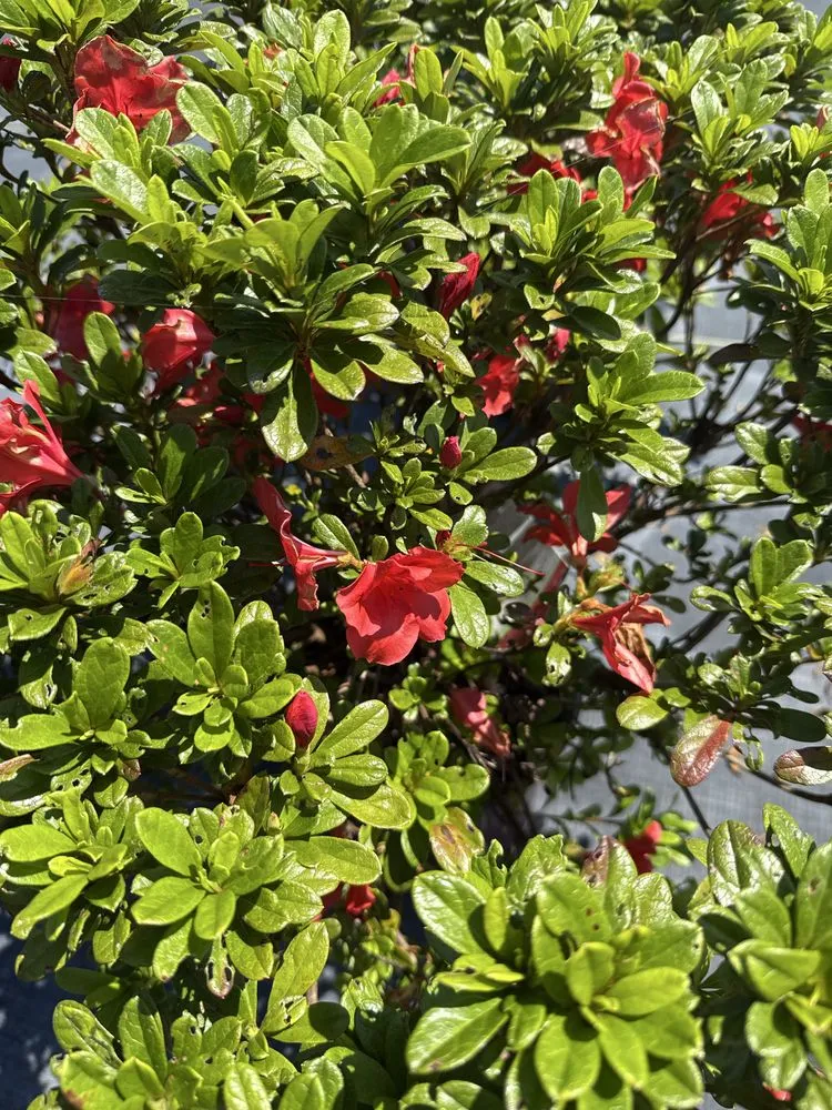 Affordable outdoor landscaping for residential properties across Dothan, AL - Paradise Landscaping