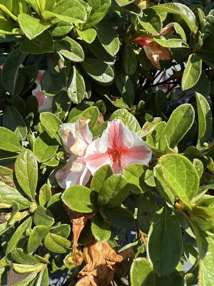 Local landscaping services experts serving Dothan, AL - Paradise Landscaping