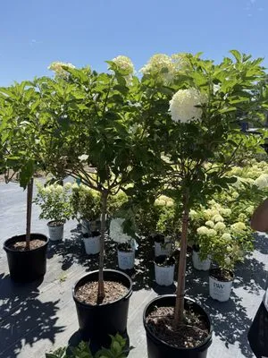 Paradise Landscaping Logo