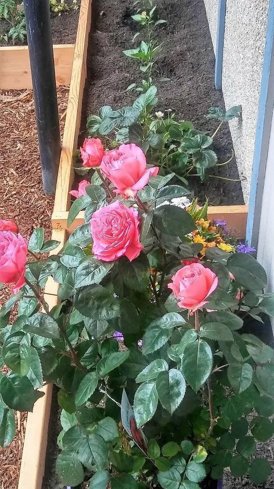 Affordable outdoor landscaping for year-round maintenance in Chehalis, WA by Paradise Landscaping Services