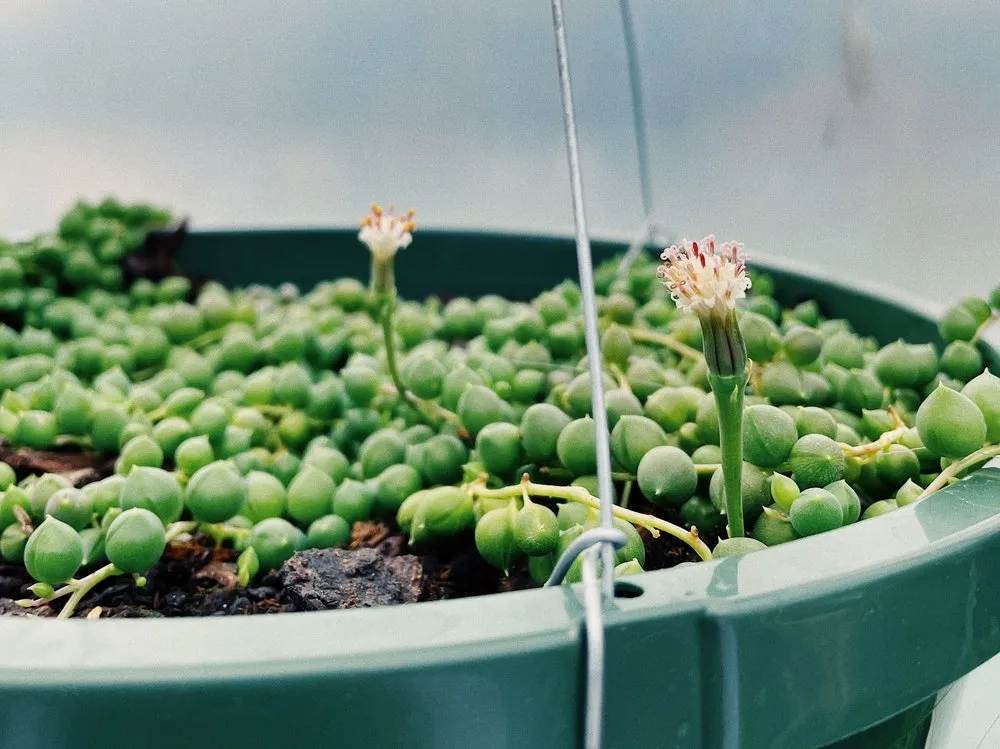 Local yard maintenance with custom design across Shelby, NC - Paradise Landscaping