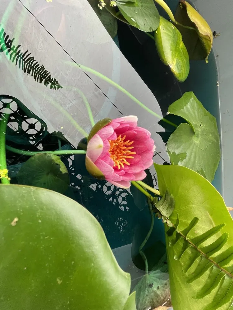 Custom yard cleanup service in Shelby, NC by Paradise Landscaping