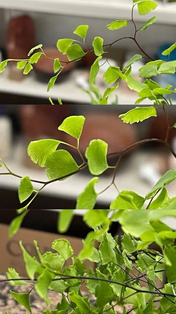 Custom outdoor landscaping in Shelby, NC - Paradise Landscaping